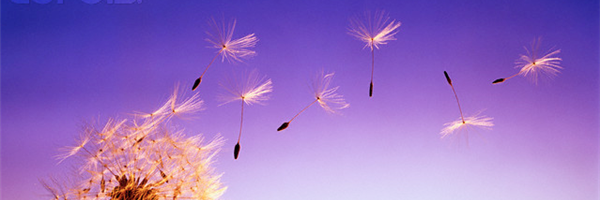 Liine_Ly's profile banner image