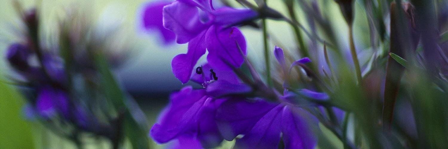 shandalbrown's profile banner image