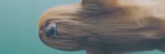 kinnenes's profile banner image