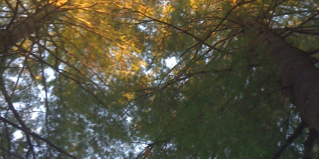 golfpharmd's profile banner image