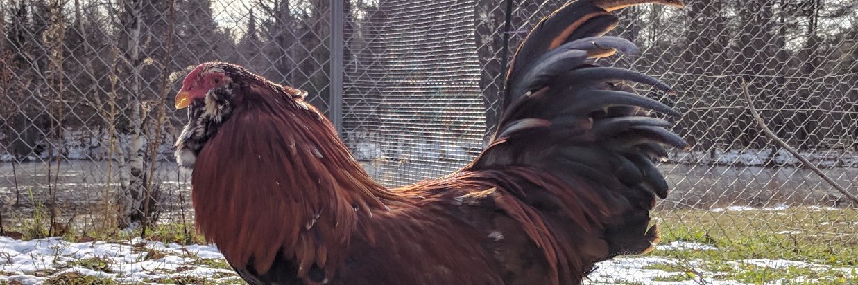 The Crowing King banner