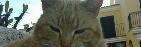 tolo_verd's profile banner image