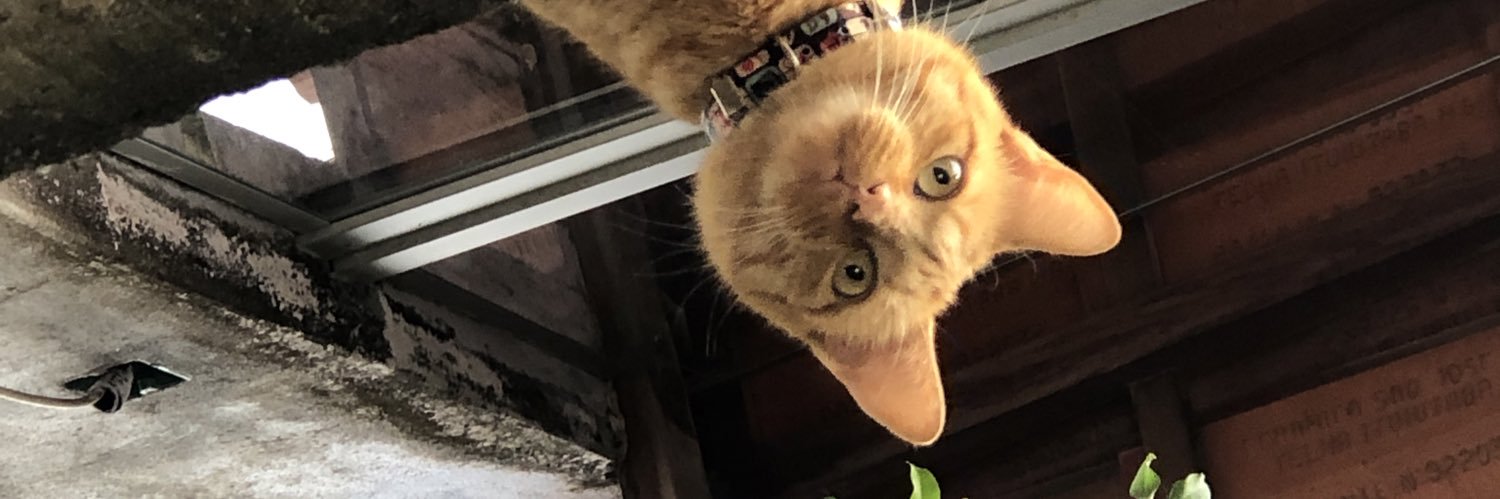 contiRafaeel's profile banner image