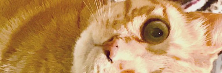 💥🐱発酵猫 banner