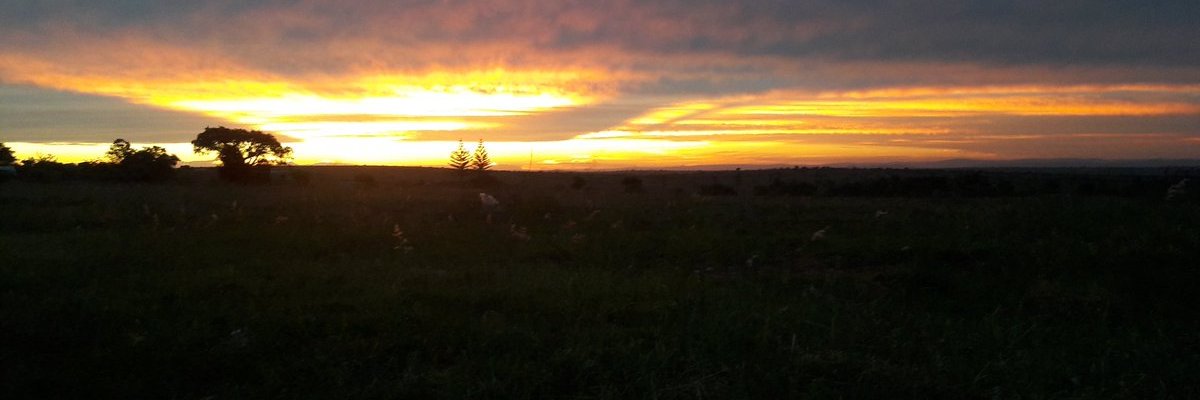 Son of Azania👑 banner