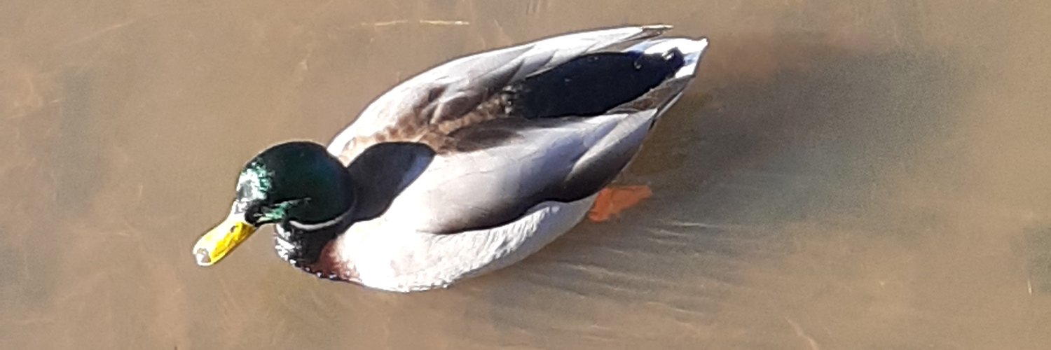 samuelpablo's profile banner image