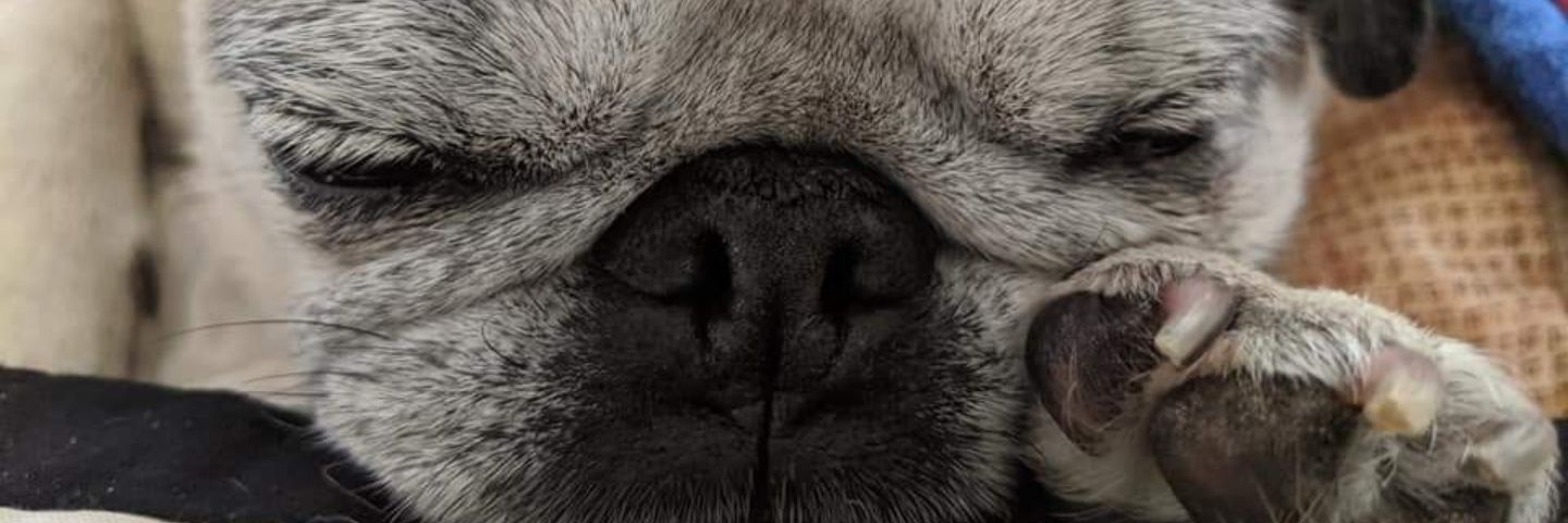 Jess banner