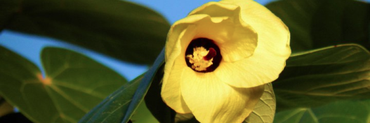 TarponSprgPatch's profile banner image