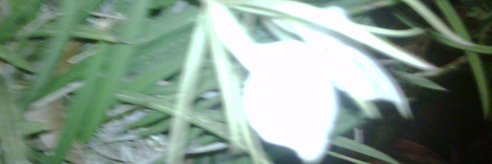 Graciela González Navarro banner