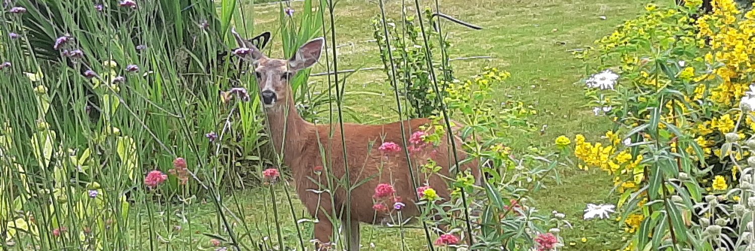Catherine Trask (she/her) banner