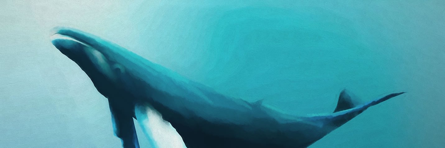 HamiduMuhammed3's profile banner image