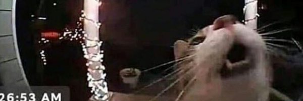 aliceblauu Profile Banner