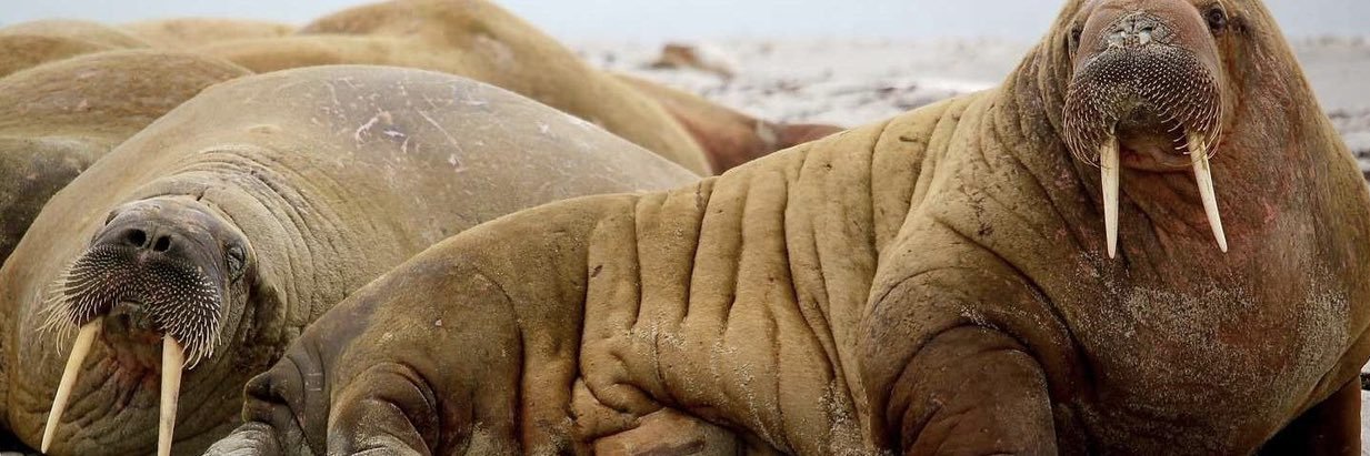 𝐑𝐄𝐃𝐃𝐃🇲🇽💗 banner