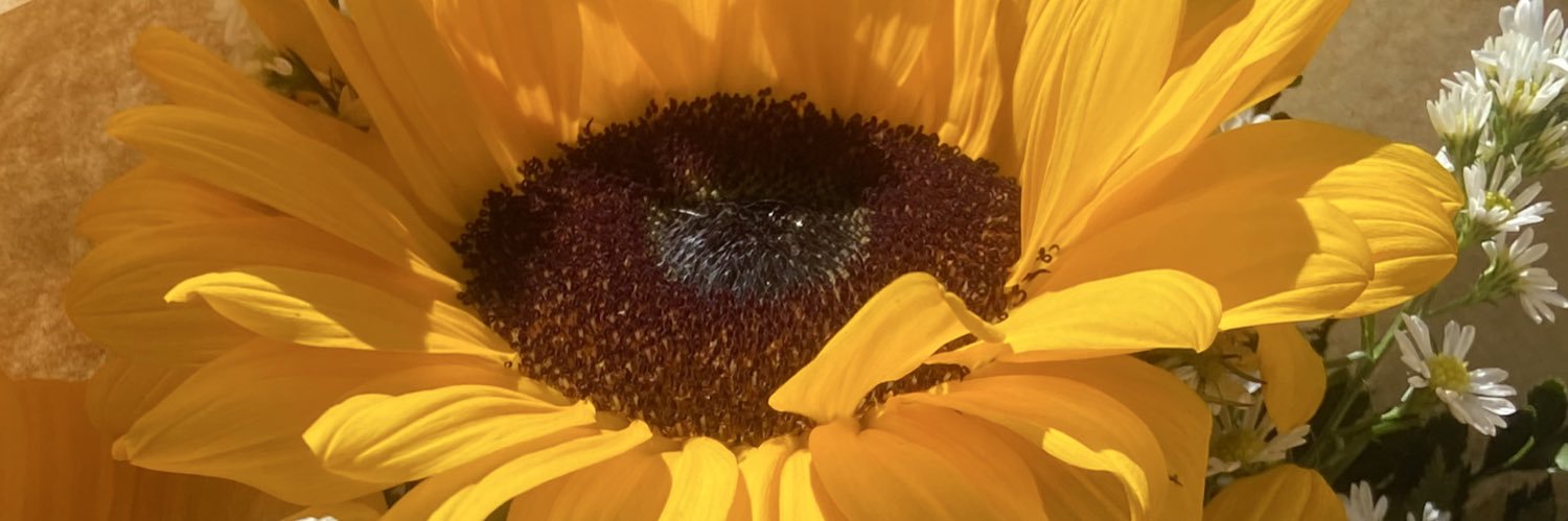mvsampa's profile banner image