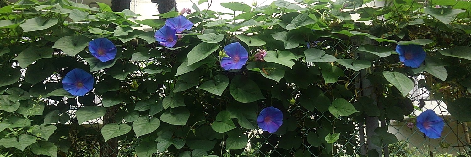 TAKAHASHI, Makoto banner