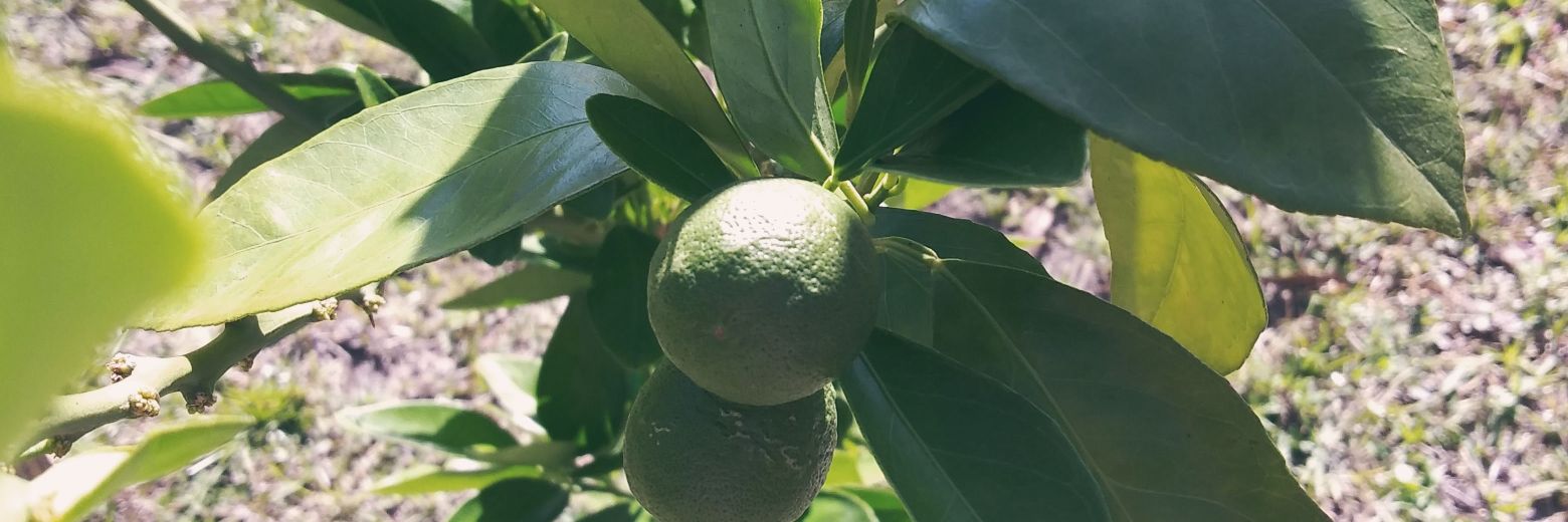 Florida farmer banner