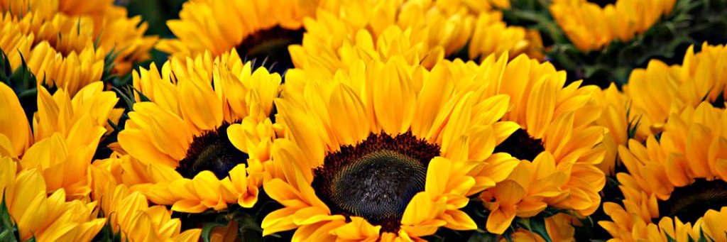 eladaniela111's profile banner image