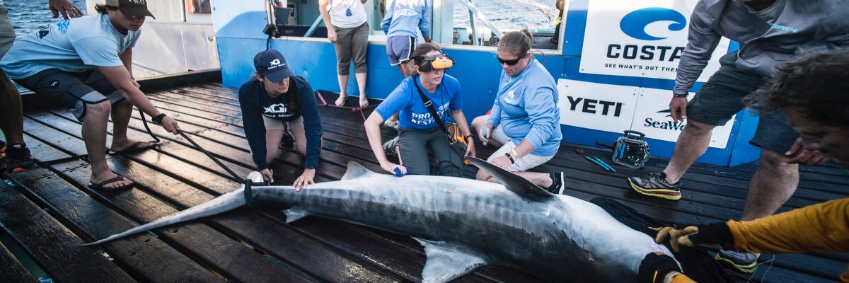 Lexi The Tiger Shark banner