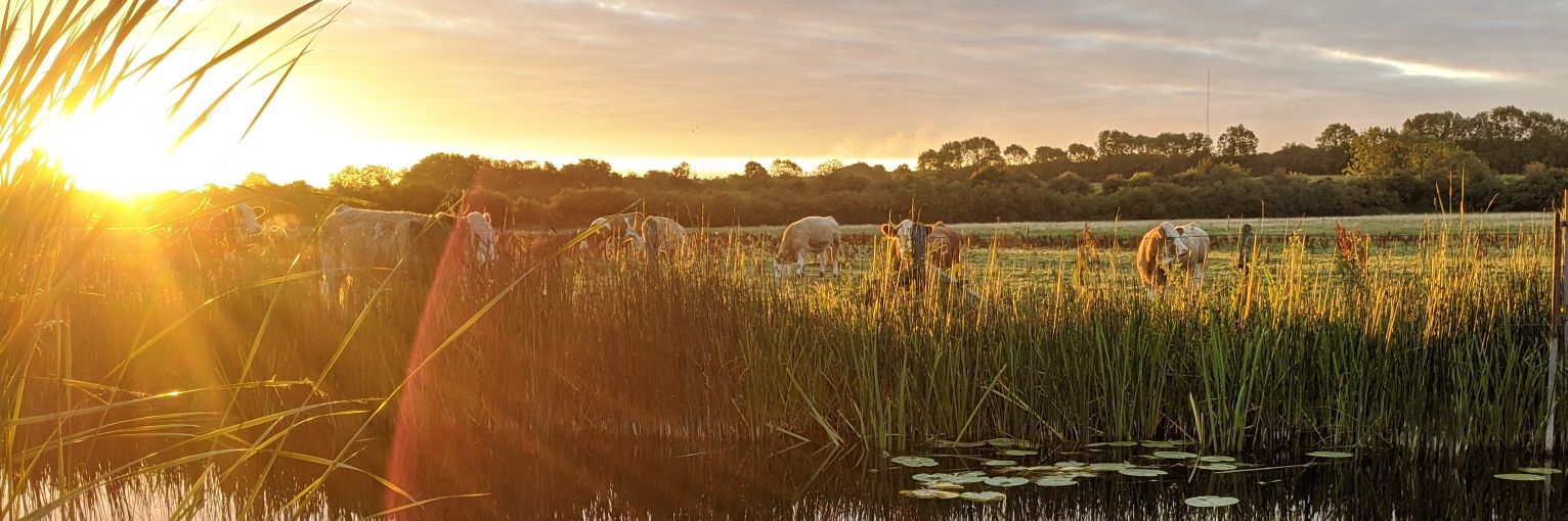 Benjamin J Tea banner