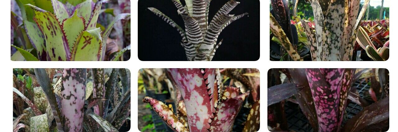 Asian Exotic Plants banner