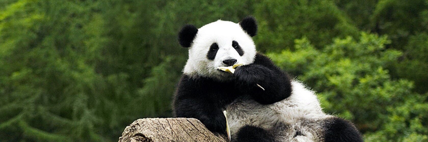 ajengla's profile banner image