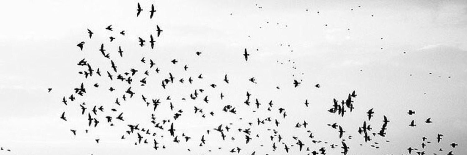 ✨ banner