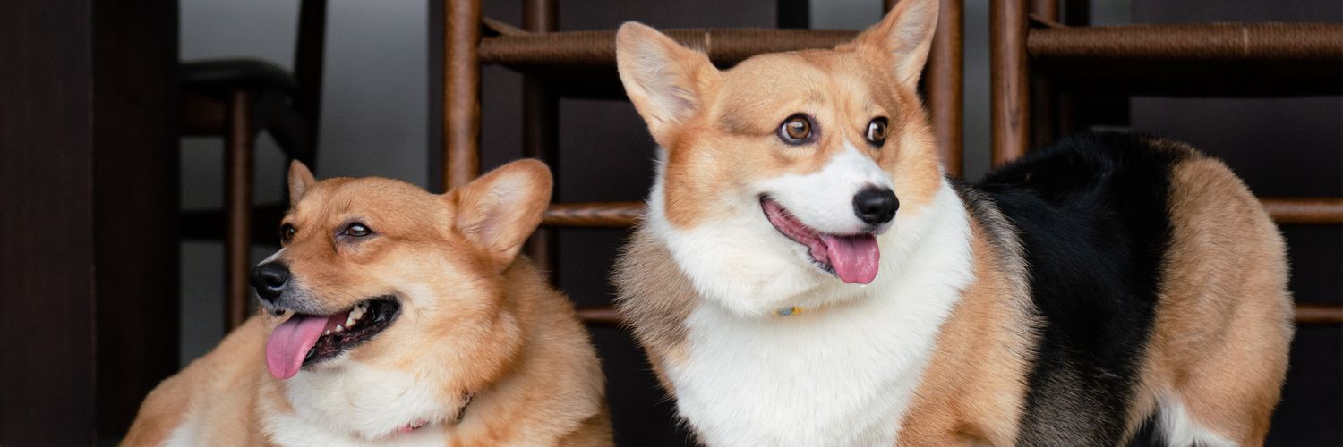 royfadly's profile banner image