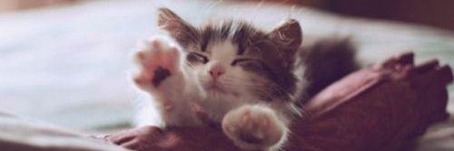 𓏔 𝐁𝐀𝐈𝐈. ❤︎ ✨️☕️ 😼 ⭒˚｡⋆ .* banner