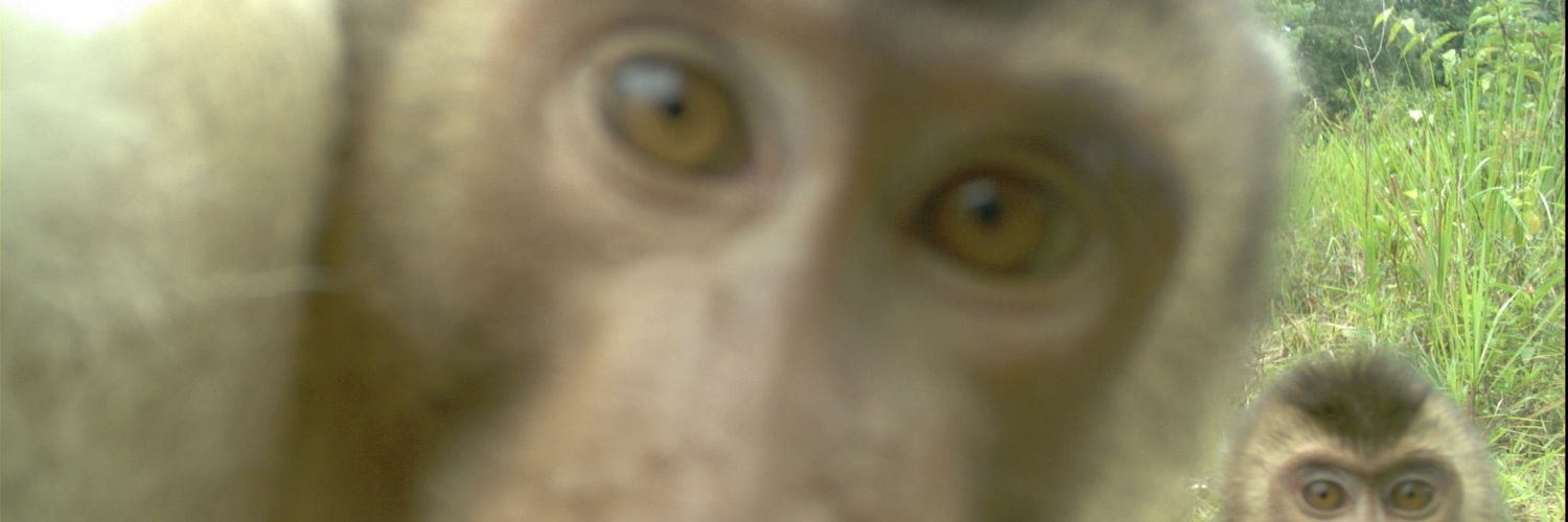 buit banner