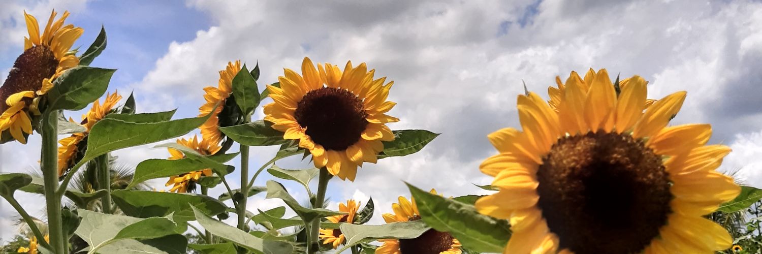 VeronicaNoh's profile banner image
