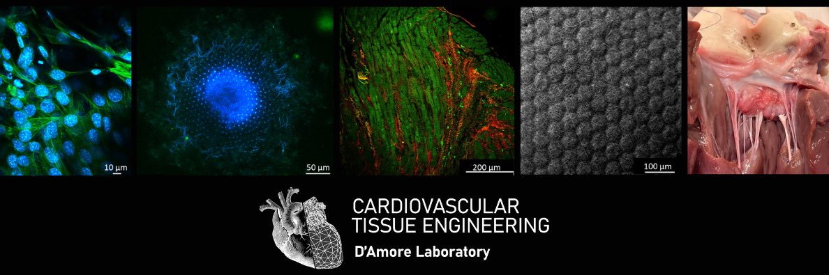 Antonio D'Amore banner