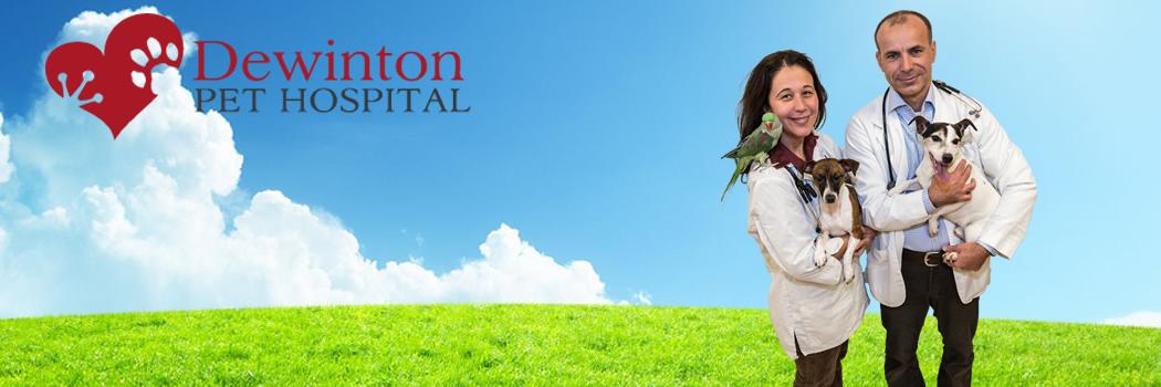dewintonvet's profile banner image