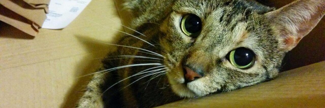 Iris Menéndez banner