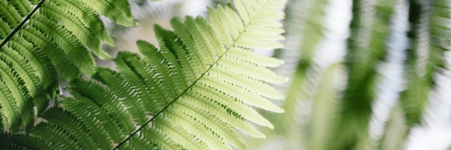 WisemanHealth's profile banner image