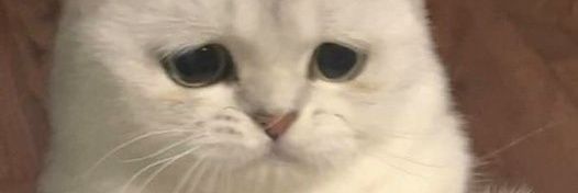 ovowoxo's profile banner image
