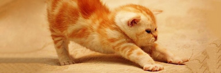 where we never smile banner