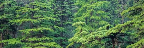 CedarStResearch Profile Banner