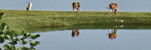 riteshmishraht Profile Banner