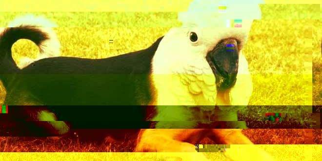falloutbek's profile banner image