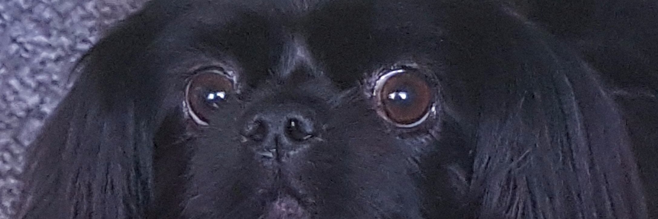 ʟᴜᴅɪ ᴛᴠɪᴛᴇʀᴅžɪᴊᴀ banner