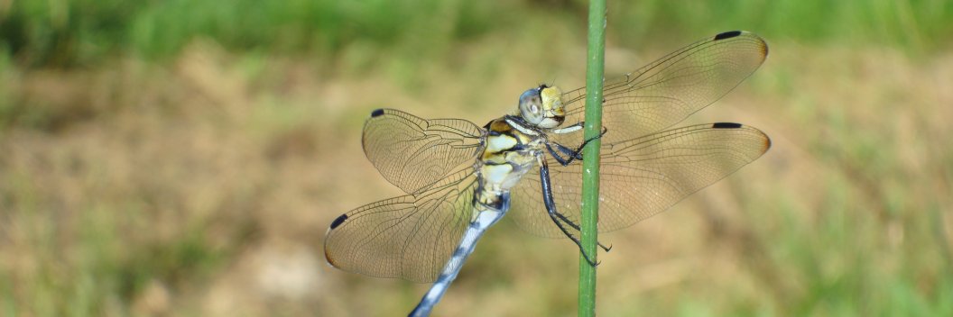 Ana. It's 1 second to midnight 🕛 banner