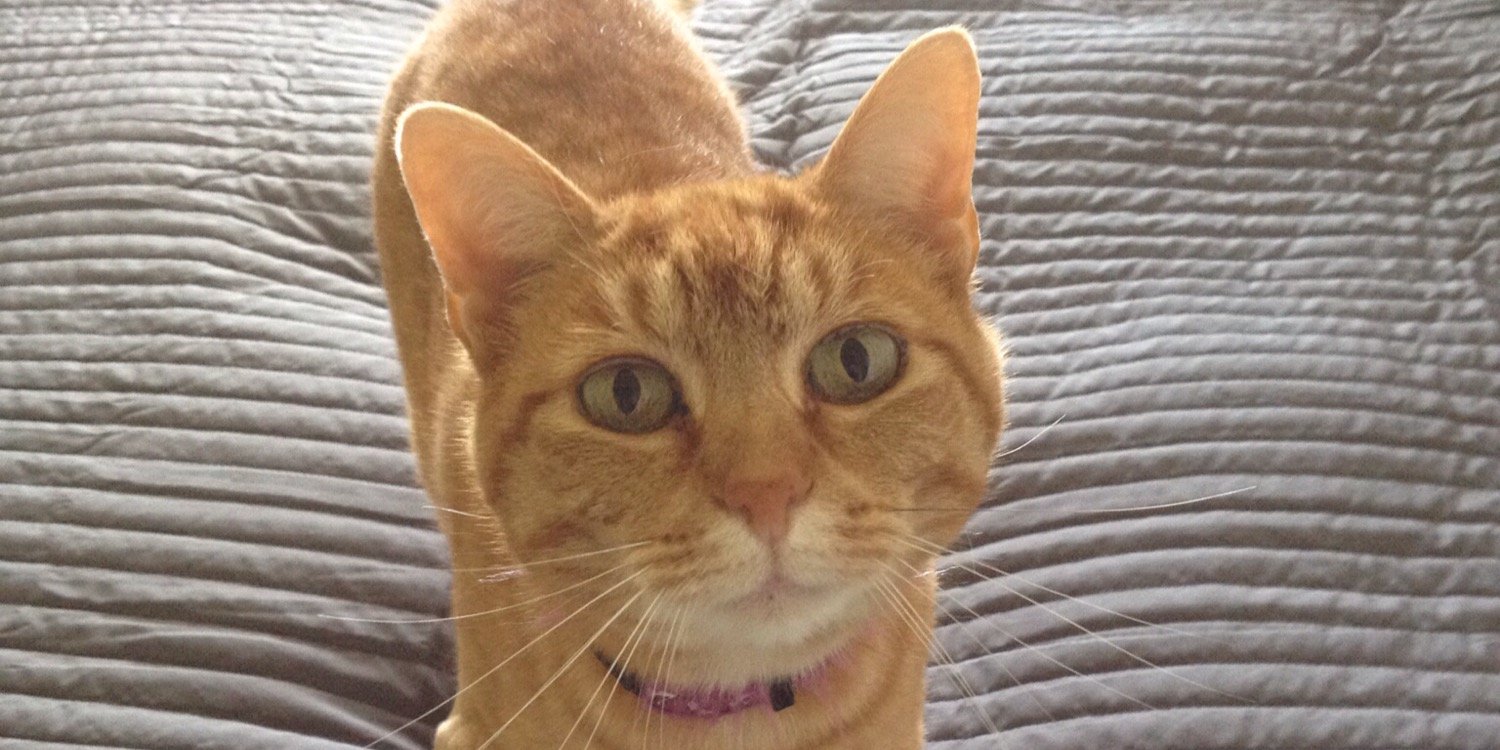 Cornelia Krug banner