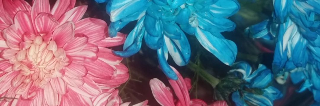 Flower_Steph01's profile banner image