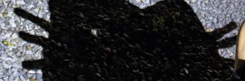 Celsea banner