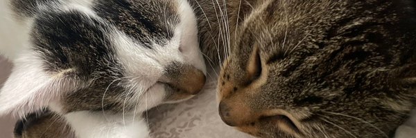 Hizepex Profile Banner