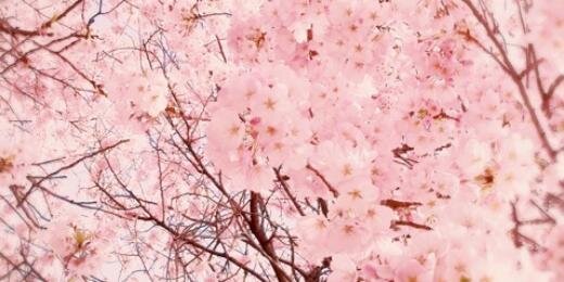 kmizuto's profile banner image
