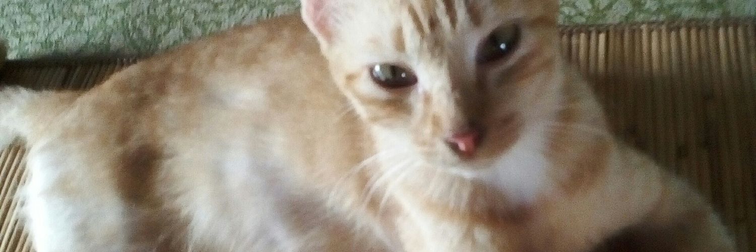 SingaSiKucing's profile banner image