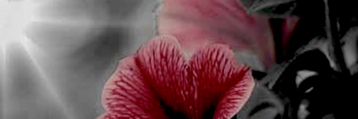 nmoosh's profile banner image
