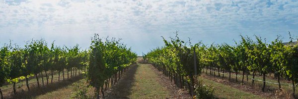 ruedaconrueda Profile Banner