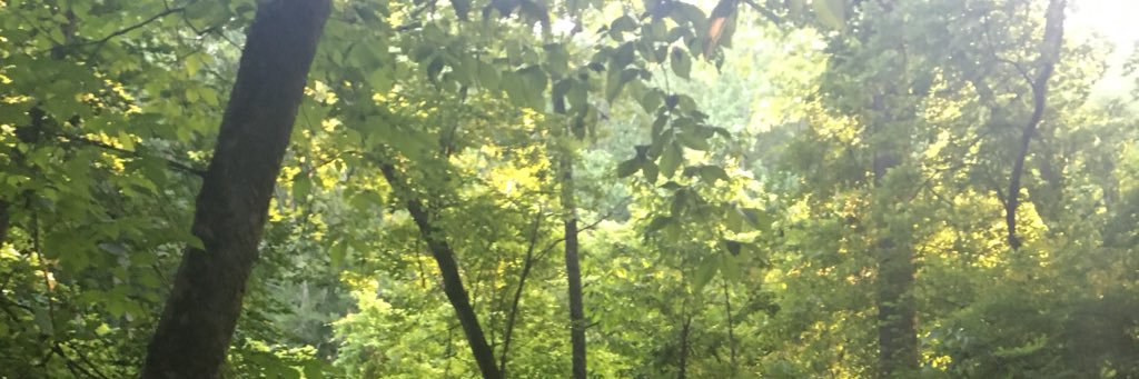 carliereuling's profile banner image
